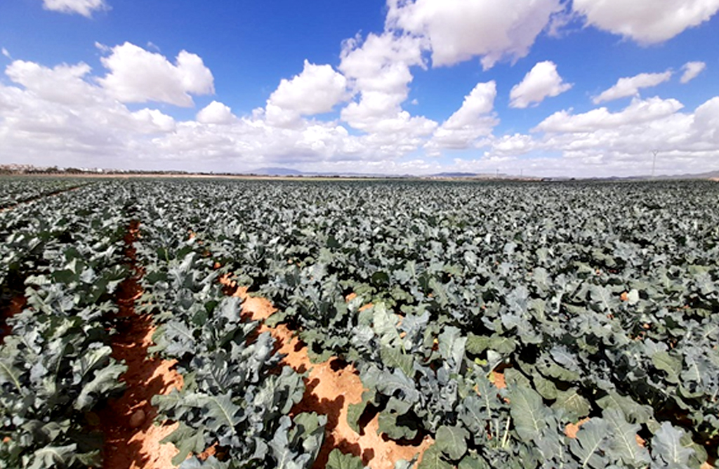 Murcia se enfrenta a una reducción generalizada en sus cultivos hortofrutícolas
